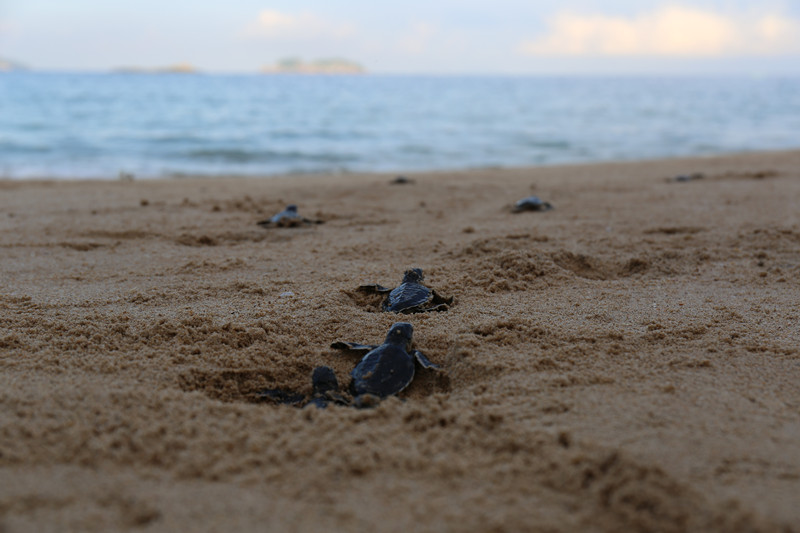 广东海龟人工繁殖成功 填补国内相关技术空白